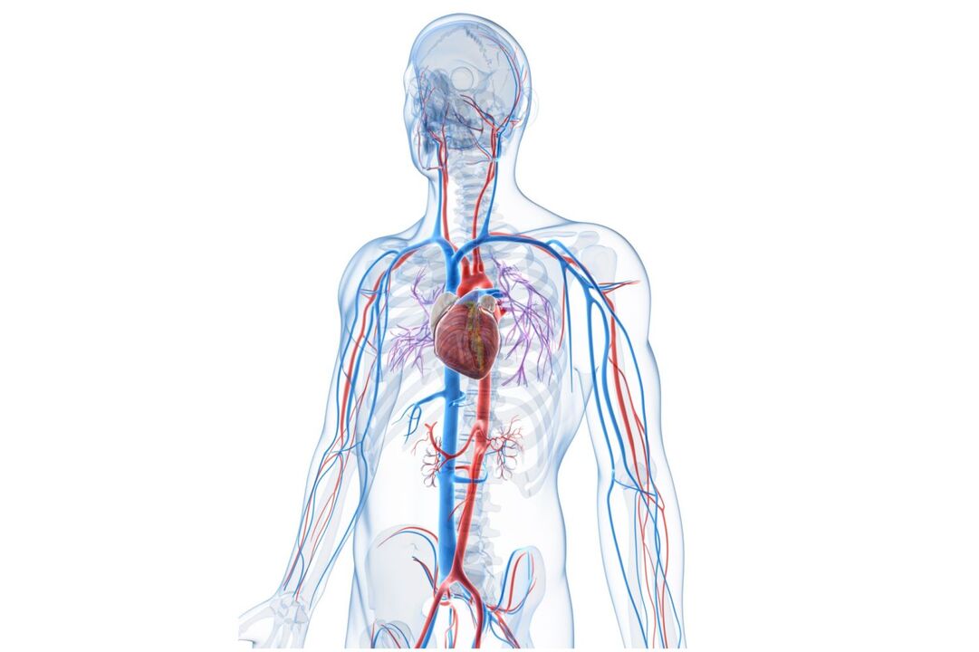 sistema cardiovascular sano después de tomar Blutforde